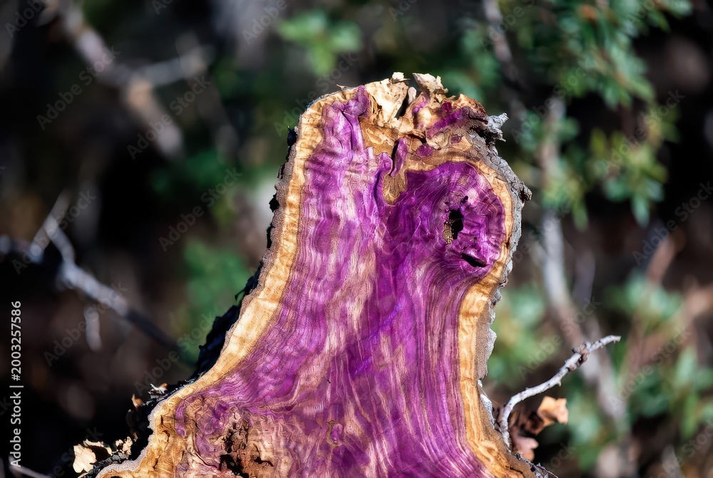 Fototapeta premium Vivid purple and brown wood grain texture of a tree stump in nature