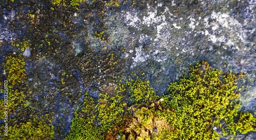 moss covering the surface of the walls