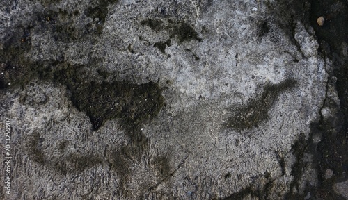 cement texture, mossy gray cement wall, suitable for background