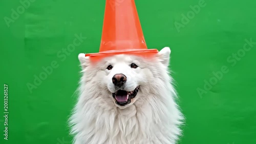 Happy white Samoyed dog wearing an orange traffic cone hat on a vibrant green background, looking directly at the camera with a joyful expression.