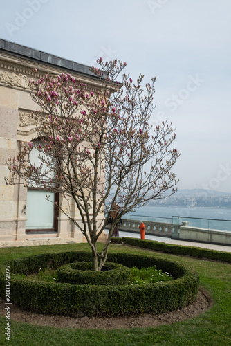 Blossom tree in full bloom during springtime with blue sky and white clouds. Nature, flowers, and seasonal scenery.