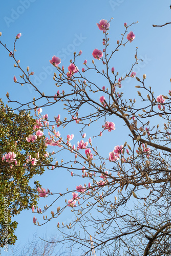 Blossom tree in full bloom during springtime with blue sky and white clouds. Nature, flowers, and seasonal scenery.