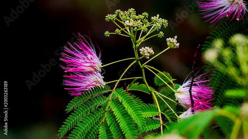Silk tree flower in summer garden