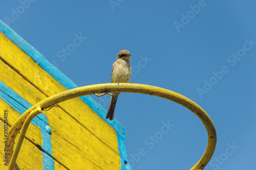 sparrow on a basketball hoop with blue sky in the backgroun