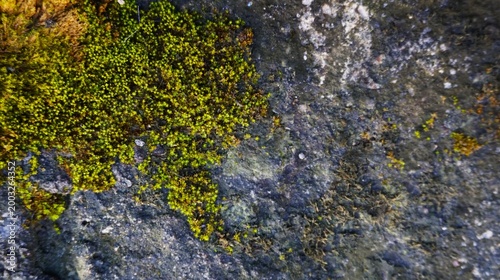 Mossy wall. Moss covers the background of the rough concrete wall texture. Wall with moss