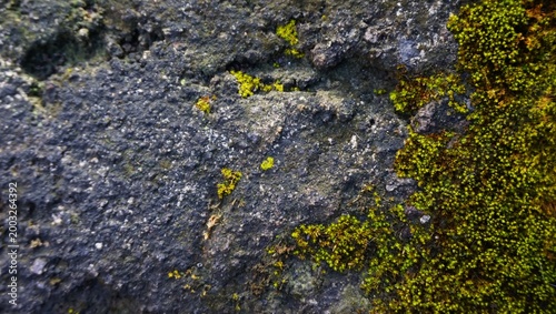 Mossy wall. Moss covers the background of the rough concrete wall texture. Wall with moss