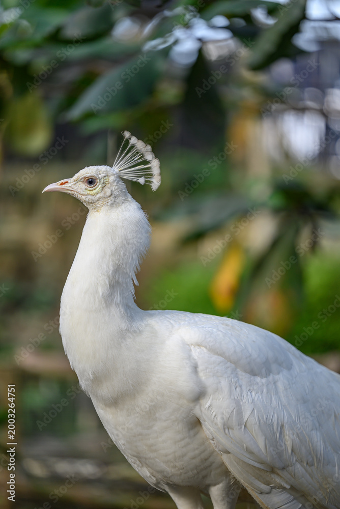 Fototapeta premium Side profile of a majestic white peacock with elegant crest feathers, showcasing pure white plumage against a soft blurred green nature background. High quality wildlife photography.