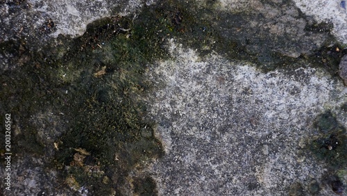 Old walls covered in green moss and small plants evoke a natural and humid atmosphere.