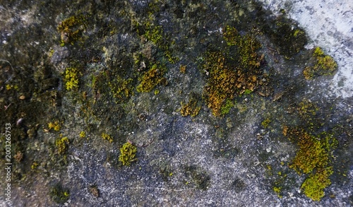 Old walls covered in green moss and small plants evoke a natural and humid atmosphere.