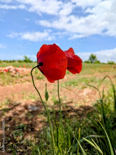 Konstfotografi red poppy flowers blooming in field with mountain landscape background