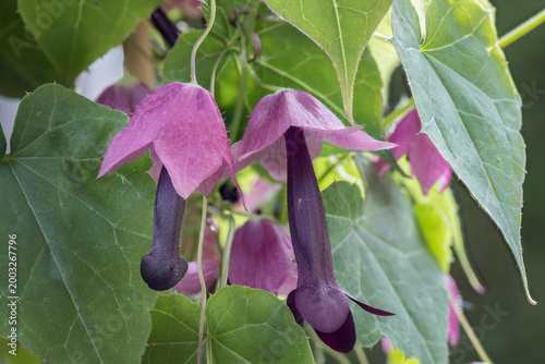 Rosenkelch (Rhodochiton astrosanguines) im Garten