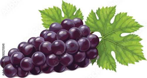 Bunch of fresh ripe dark purple grapes with green vine leaves vector illustration isolated on white background for wine production fruit market and healthy food concepts.