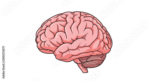 Human Brain Illustration Isolated on White Background