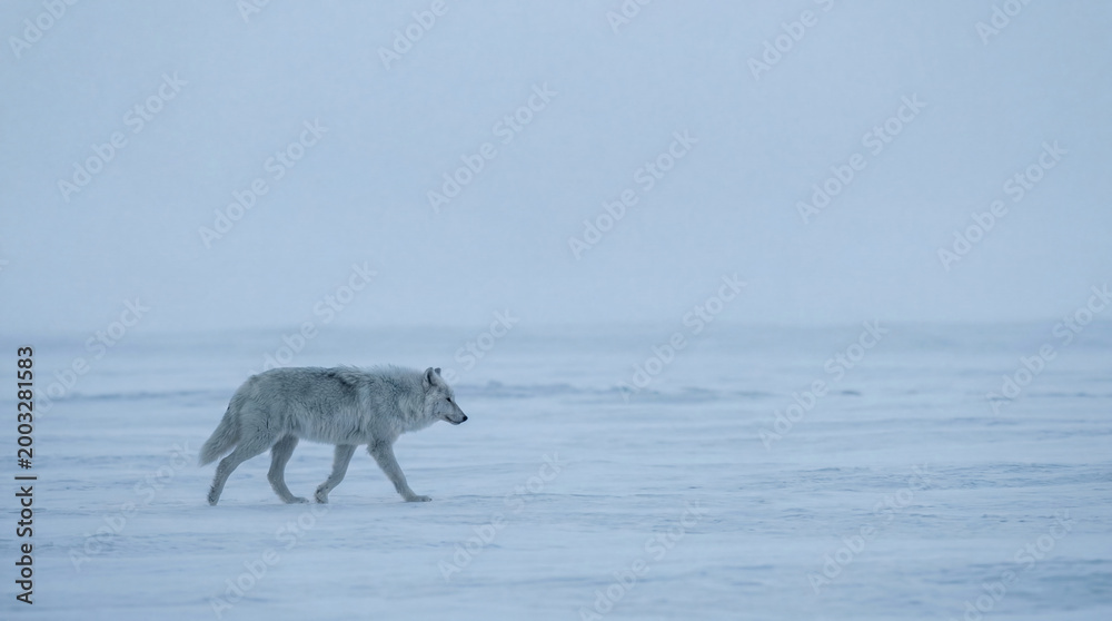 Fototapeta premium Arctic wolf snow winter cold wildlife solitude nature animal landscape. An arctic wolf walks alone across snowy frozen landscape under pale sky