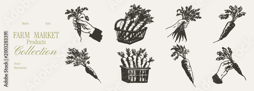 Carrot harvest hands baskets fresh vegetable set. Crayon drawn pencil style collection with single roots and bunches in containers. Illustrations for packaging and labels, with crisp rough strokes.