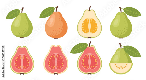 Colorful guava fruit vector illustration