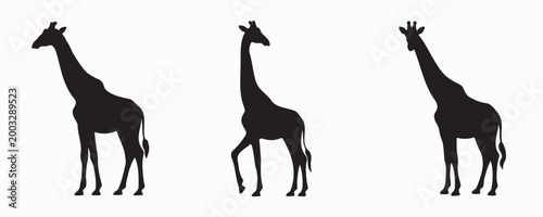 Elegant set of three giraffe silhouettes in varied poses, emphasizing height, grace, and distinctive long-neck profiles, perfect for safari, wildlife, and minimalist design use.