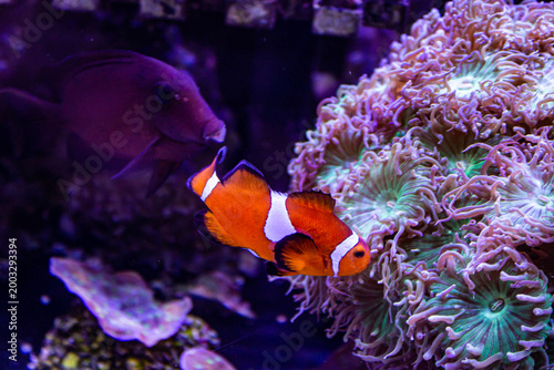 Poisson clown dans une anémone de mer scène sous-marine colorée et récif corallien tropical