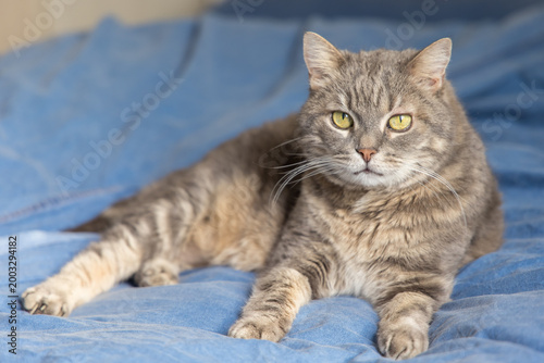 A cute domestic cat relaxing and resting comfortably on a soft bed. The image features a shallow depth of field with a blurred background, drawing focus to the feline's peaceful expression and the coz