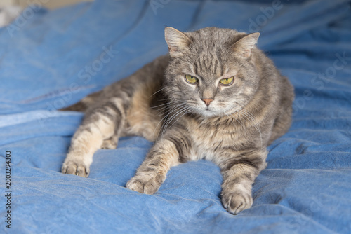 A cute domestic cat relaxing and resting comfortably on a soft bed. The image features a shallow depth of field with a blurred background, drawing focus to the feline's peaceful expression and the coz