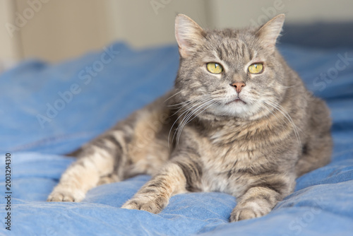 A cute domestic cat relaxing and resting comfortably on a soft bed. The image features a shallow depth of field with a blurred background, drawing focus to the feline's peaceful expression and the coz