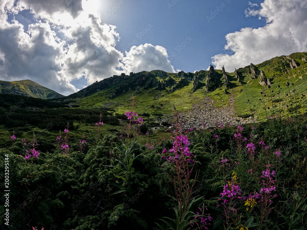 Fototapeta premium Wild Pink Flowers Blooming Near Shpytsi Rock Formations Carpathian Mountains