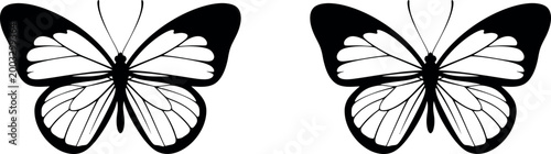 Two delicate butterflies in black and white a study in symmetry and natural beauty