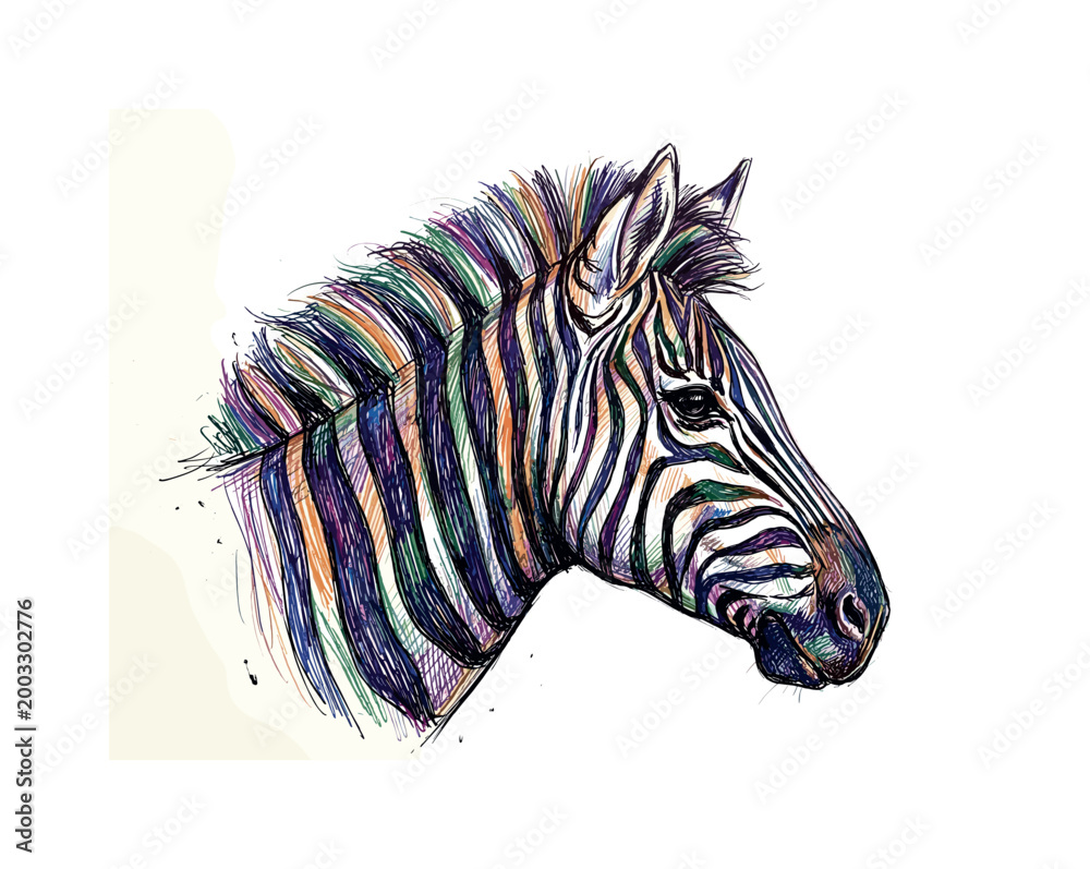 Fototapeta premium Vibrant, colorful zebra head sketch with expressive lines and a white background