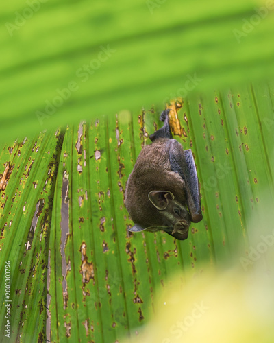 Schilderij op canvas Tent-making bat (Uroderma bilobatum) roosting under a palm leaf in Costa Rica, small tropical mammal in its natural rainforest habitat