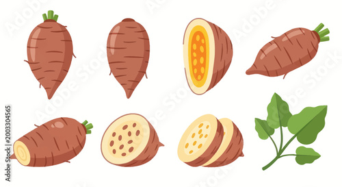Fresh sweet potato vegetable illustration