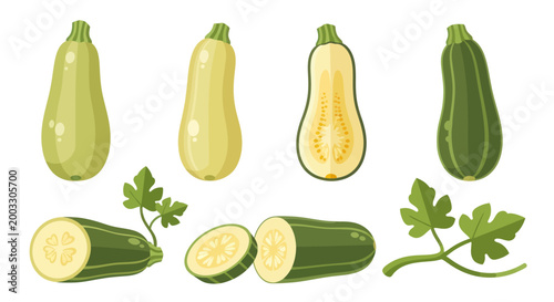 Fresh zucchini vegetable illustrations
