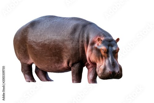 Fotografía Isolated large wild hippopotamus, a powerful African mammal, standing still with