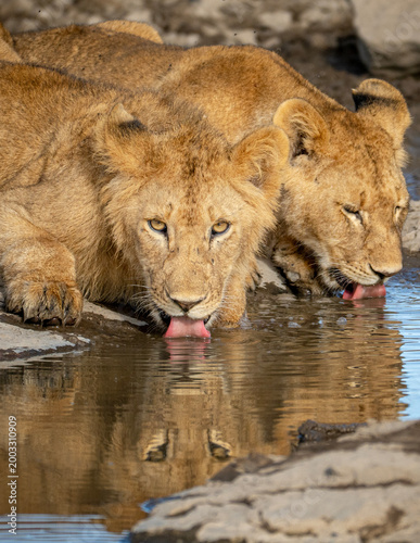 Lions drinking at a watering hole