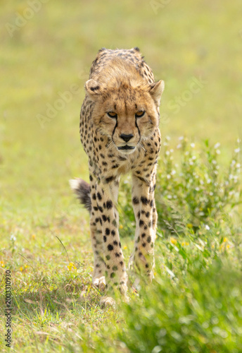 Cheetah walking in the wild