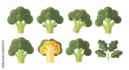 Fresh broccoli vector illustration