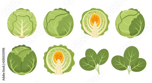 Foto Fresh cabbage and spinach illustrations