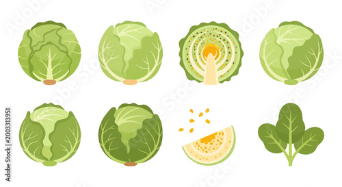 Schilderij op canvas Fresh cabbage collection isolated on white
