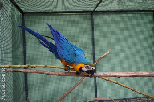 Blue and Yellow Macaw Spreading Wings on Branch