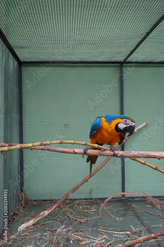 Blue and Yellow Macaw Perched in Cage