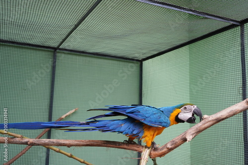 Blue and Yellow Macaw Side View on Branch