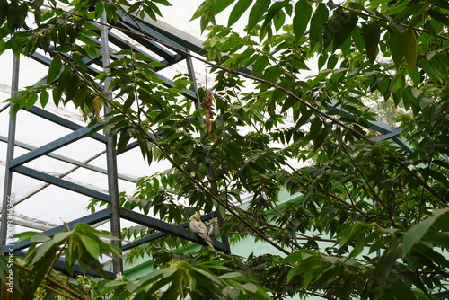 Cuadro en lienzo Green Foliage and Aviary Structure Background