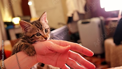 Tabby baby kitten playfully attacking the hand. Slow motion video