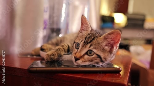 Tabby kitten laying on broken smartphone