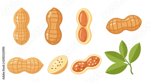 Illustrated peanut variety collection