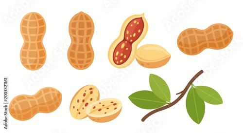 Illustrated peanuts set on white background
