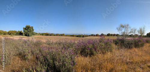 Fields of lavender bloom under clear skies in a rural landscape during daytime near a distant mountain range
