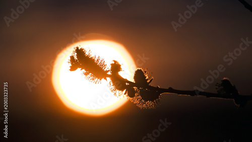 Schilderij op canvas Blooming willow against the backdrop of the setting sun