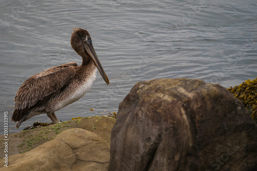 Brown pelican on shoreline