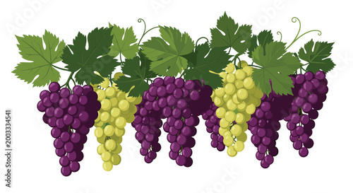 Decorative border featuring multiple bunches of ripe purple and green grapes hanging from vines with lush green leaves.