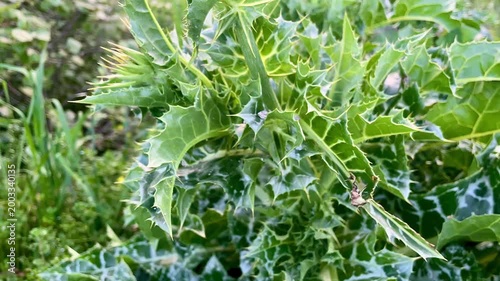 Milk thistle or Silybum marianum Flower and wild plant